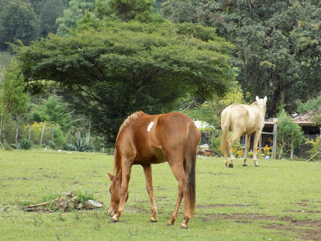 Rancho Hostal La Escondida Eco Park Teopisca Extérieur photo